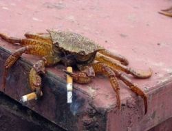 eridans-plush-rump:  catbountry:  soul-dracula:  A PHOTOSET MADE FOR ME  Crabs don’t give a fuck.  cancer. 