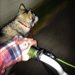 #bmx rides with #boston ! #husky #malamute #cute #dogsofinstagram #puppy #pet #dog #bestfriends