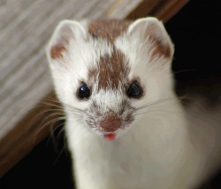 magicalnaturetour:  Beady-eyed, pink-tongued stoat courtesy of Sender-Inner Melody. via Cute Overload:)