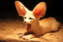 earth-song:  Fennec fox (vulpes zerda, fenek