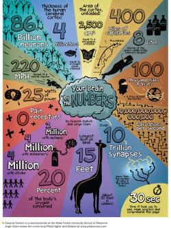 Jtotheizzoe:  Scienceisbeauty:  Your Brain By The Numbers. Credits: Dwayne Godwin/Jorge