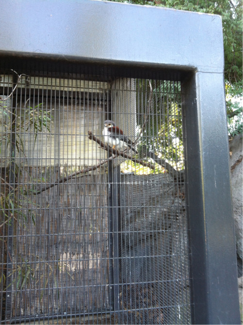 Went to the San Diego Zoo today and this Pygmy eagle was so tiny and cute!
