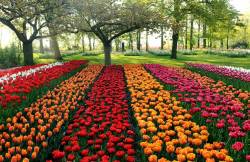 nikocutie:  treeeeston:   Tulip fields in the Netherlands   sick  I love holland