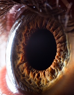 mymorbiddesires:  sheerio-stormer777:   Extreme close-ups of human eyes by Suren Manvelyan  WOAH   Some of them look like people joining hands and holding the pupil in place