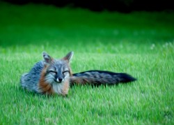 Fox grass  http://wallbase.cc/search/tag:73796