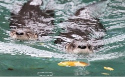 dailyotter:  Cue the Jaws Theme: Here Come Otters! Via Mark Dumont