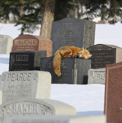stopgivin-up:  The owner of this fox died 5 years ago and every day at 3 o’clock the fox visits his owners grave to mourn. 