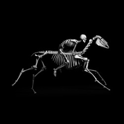 rcruzniemiec:  Evolution Patrick Gries “This project offers an atypical approach to viewing natural science. The photo series of Paris’ Muséum d’Histoire Naturelle’s collections of vertebrates presents these skeletons as sculptures and forces