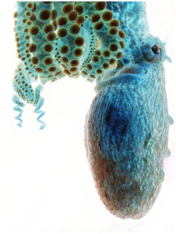 Cerulean cephalopod (photograph of an octopus, a finalist in the 9th annual Smithsonian photography competition)