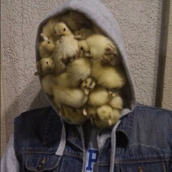 the-tavros-nitram:  sasssprinkles:  theepichumor:  #Duck face #duck #face #hoodie #jacket #atom #molecules #P #blue #blue P  HOW ARE YOU HOLDING THEM ALL IN THERE?  Duck tape 