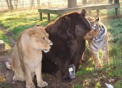 dracodevis:  lockwie:  disfordisney1:  zatnikatel:  earthandanimals: “Leo the lion, Shere Khan the tiger and Baloo the bear were found together as cubs during a police raid of a drug baron’s home in Atlanta. When the young trio moved to Noah’s Ark