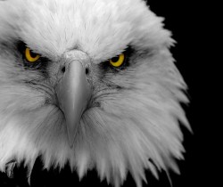 eagle face  http://wallbase.cc/search/tag:9801