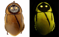 discoverynews:  RIP Lucihormetica luckae:  A volcano may have snuffed out the light of a tricky glowing cockroach. 