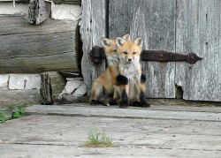 Hotlatina42:  Dickfuentes:  Its A Shy Baby Fox Hiding Behind Another Baby Fox Awwww