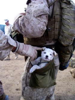   A small puppy wandered up to U.S. Marines from Alpha Company, 1st Battalion 6th Marines, in Marjah, Afghanistan on *****. After following the Marines numorous miles, a soft hearted Marine picked the puppy up and carried the puppy in his drop pouch.