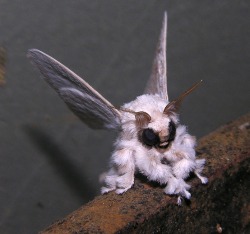 The Poodle Moth, an undiscovered species until it was first photographed by zoologist Arthur Anker in 2009 in the jungles of Venezuela &hellip; proof that there are still things awaiting discovery on our planet