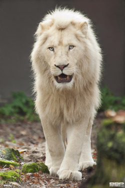 earthandanimals:  The majestic White Lion. Photo by Bert Broers 