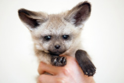 animalgazing:  Bat eared fox by floridapfe
