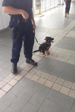 janoskianated:  aquanna-alight:  “one day, I’ll be a big police dog!”  possibly the cutest fucking thing i have ever seen omg    Aww when he grows older he is going to be used against us by the police, a cutie indeed though.