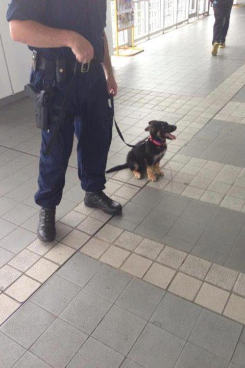 deadxposer:  pulitzer-prince:  “SO HAPPY ITS MY FIRST DAY I HOPE I DO GREAT”    little guy!  Puppy looks too excited to be on the job!!