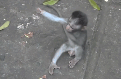 The tapping monkey is you the one that runs to it is me :P