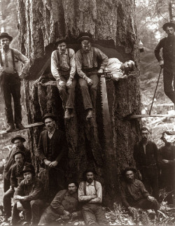 semilost:  Lumberjacks taken around 1901…