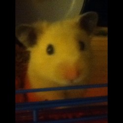 Why are you so damn cute?! #hamster #baby #son