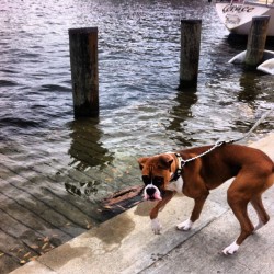 Morning run down at the waterfront!  #boxerdogs