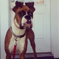 Ares at Thanksgiving #boxerdogs #boxerpuppy