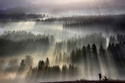 Fog-strewn dawn ~ Poland