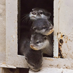 dailyotter:  Curious Otter Pile-Up Thanks, kashiwaya920!