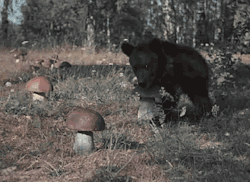 inkdefense:  a-cumberbatch-of-cookies:  rachaelora:  is that a bear holding a mushroom  No that’s a bear stealing a mushroom.  the bear is also frolicking away afterward. this gif is delightful :) 