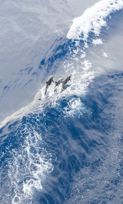 Pod cast (Dolphins)