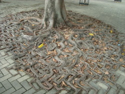 shinimasu:  A tree’s root system merges with a brick walkway 