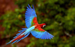 Mobile rainbow (Scarlet Macaw)