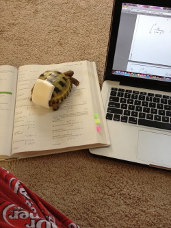 moriiahh:  Harold likes to help me with my homework. And yes that is a diaper we made to make sure he doesn’t pee everywhere when we let him roam the house..don’t judge.   I love reptiles and amphibians.