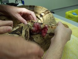 crispysnakes:  From Reptile Hospice and Sanctury of Texas:  Late in the evening of July 26th, 2011 a call was received at the Sanctuary from one of Teresa’s former Vet students now working at a clinic in Gonzales, Texas. She had just received a snake