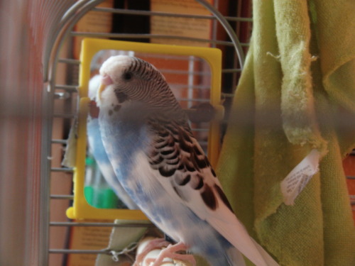 More pictures of my budgie, Aussie