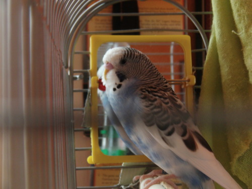 XXX More pictures of my budgie, Aussie photo