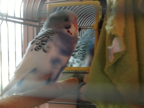 More pictures of my budgie, Aussie