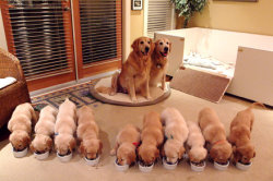 the-absolute-funniest-posts:  heyfunniest:  THEY LOOK SO PROUD!!! LOOK AT OUR bABIES! WE MADE THESE!!! LOOK AT HOW CUTE THEY ARE!! HAVE U MET OUR BABIES YET LOOK AT THEM!! BABY DOGGIES!!! THAT WE MADE!!   This post has been featured on a 1000Notes.com