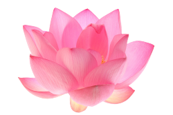 Transparent-Flowers:  Indian Lotus, Also Nelumbo Nucifera. 