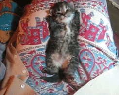 livininkarma:  lizdexia:  OH MY GOD LOOKIT YOUR LITTLE STUBS, KITTY, YOU BARELY KNOW WHAT THEY DO, YOU ARE SO CUTE I’M GONNA HAVE TO KISS YOUR TUMMY NOW   Oh my GOD I want to cry this is so cute.