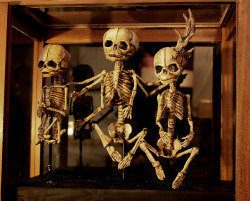 vonmunsterr:  odditiesoflife:  L’Enfants Bizarre Three preserved human fetuses, presented in an antique display cabinet. The first is an altogether healthy fetus, the second suffers Polymelia, six arms, and the final, suffers a rare infection of the