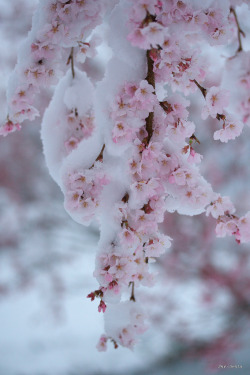 ethertune:  Cherry Blossom in snow (By Sky-Genta)