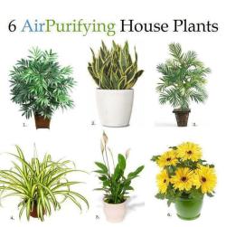 thecrazykat:  Who wants to get me one of these?As winter descends on the Northern hemisphere, our windows stay closed and the air becomes stale.Natural 6 Air Purifying House Plants 1. Bamboo Palm: According to NASA, it removes formaldahyde and is also