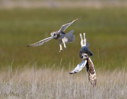 cynicalpie:  bennyslegs:   fairy-wren:   short eared owls (photos by ron dudley)   go home owls you’re drunk   THE FUCKING FIRST PICTURE SEND HELP I CAN’T  CHOKING