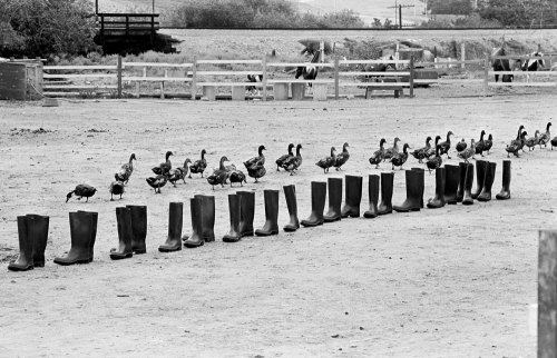 likeafieldmouse:   Eleanor Antin - 100 Boots (1970) “Antin longed to construct her own modern day Odysseus and send him on a grand epic adventure (not through the vast treacheries of ancient Greece, but over the abundant California countryside). It