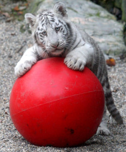 theanimalblog:  A white tiger cub plays with