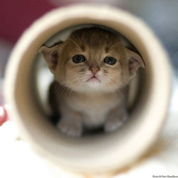 magicalnaturetour:  Dis My Fort by Peter